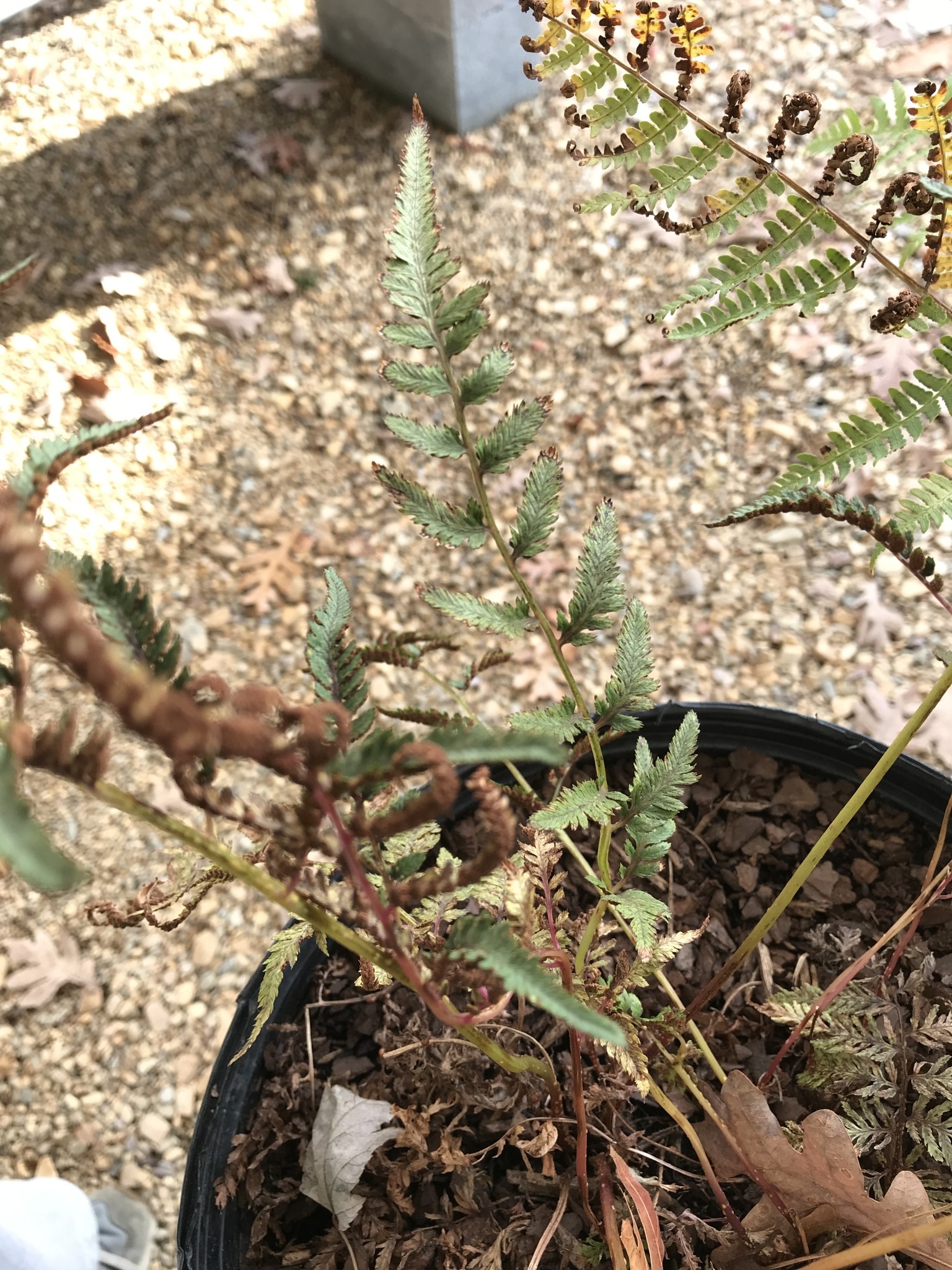 Athyrium niponicum pictum 'Regal Red' 3G FERN Painted fern
