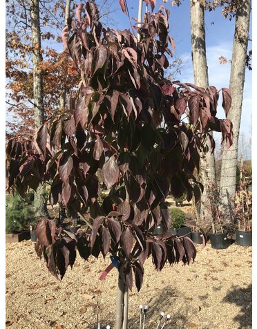 Dogwood, Cornus x 'Rutgan' STELLAR PINK® PP7207 15G