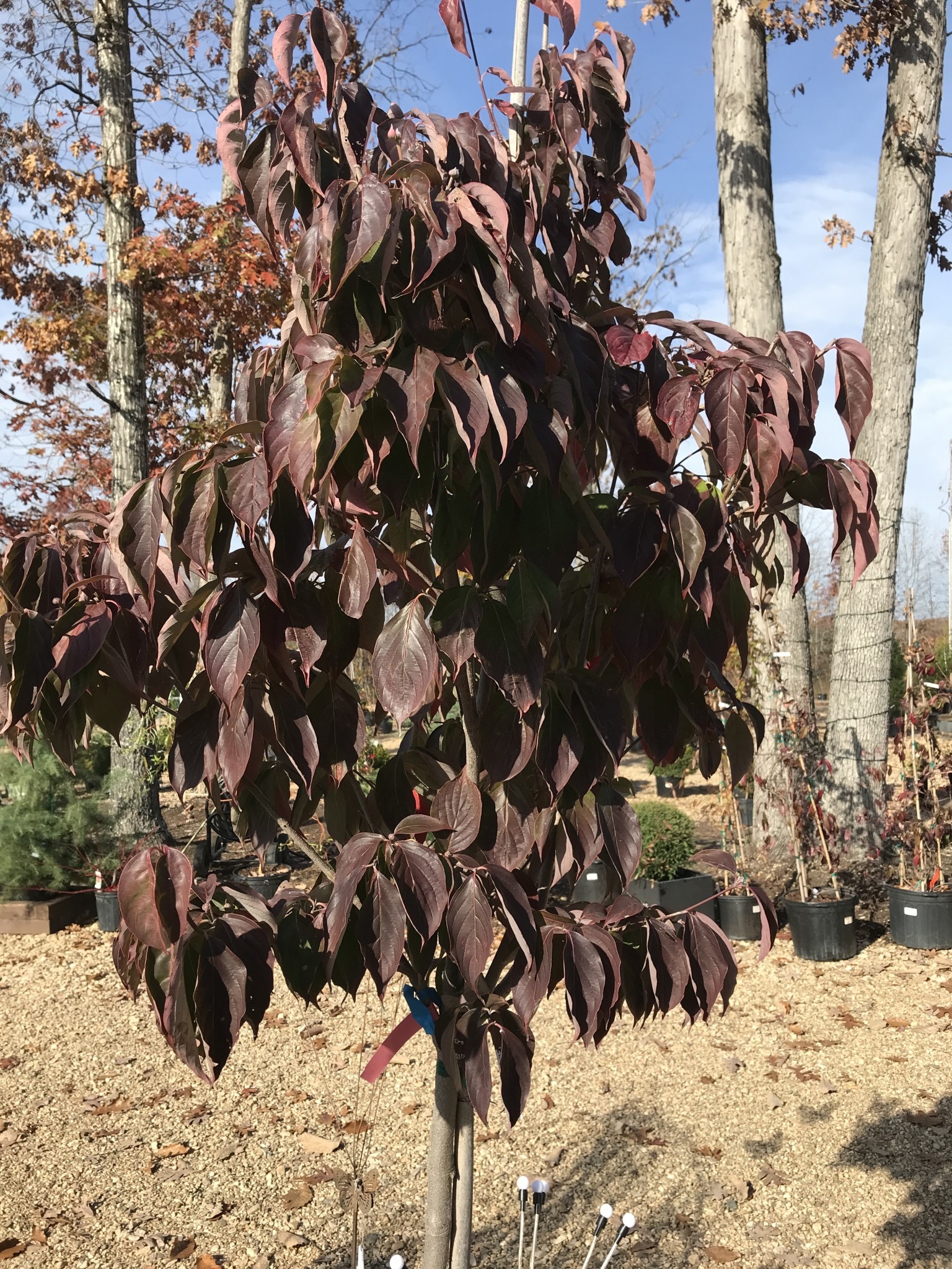 Dogwood, Cornus x 'Rutgan' STELLAR PINK® PP7207 15G