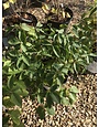 Arctic Fire ® Yellow Twig Dogwood #3PW