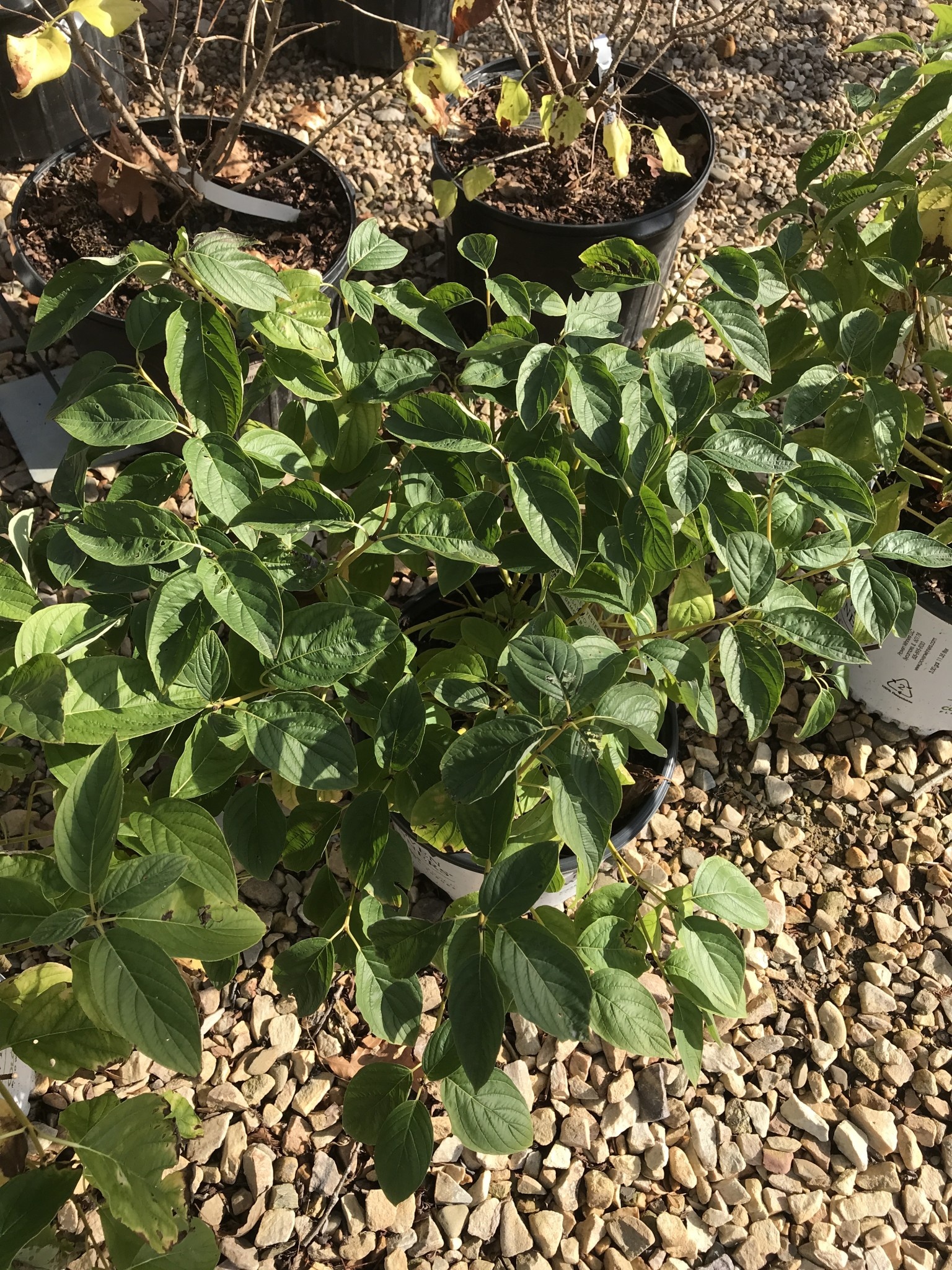 Dogwood, Cornus sericea 'SMNCSBD' Arctic Fire ® Yellow Twig (Shrub) 3G