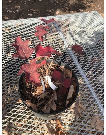 Hydrangea quercifolia 'Ruby Slippers' Oakleaf Hydrangea 2-3G NATIVE