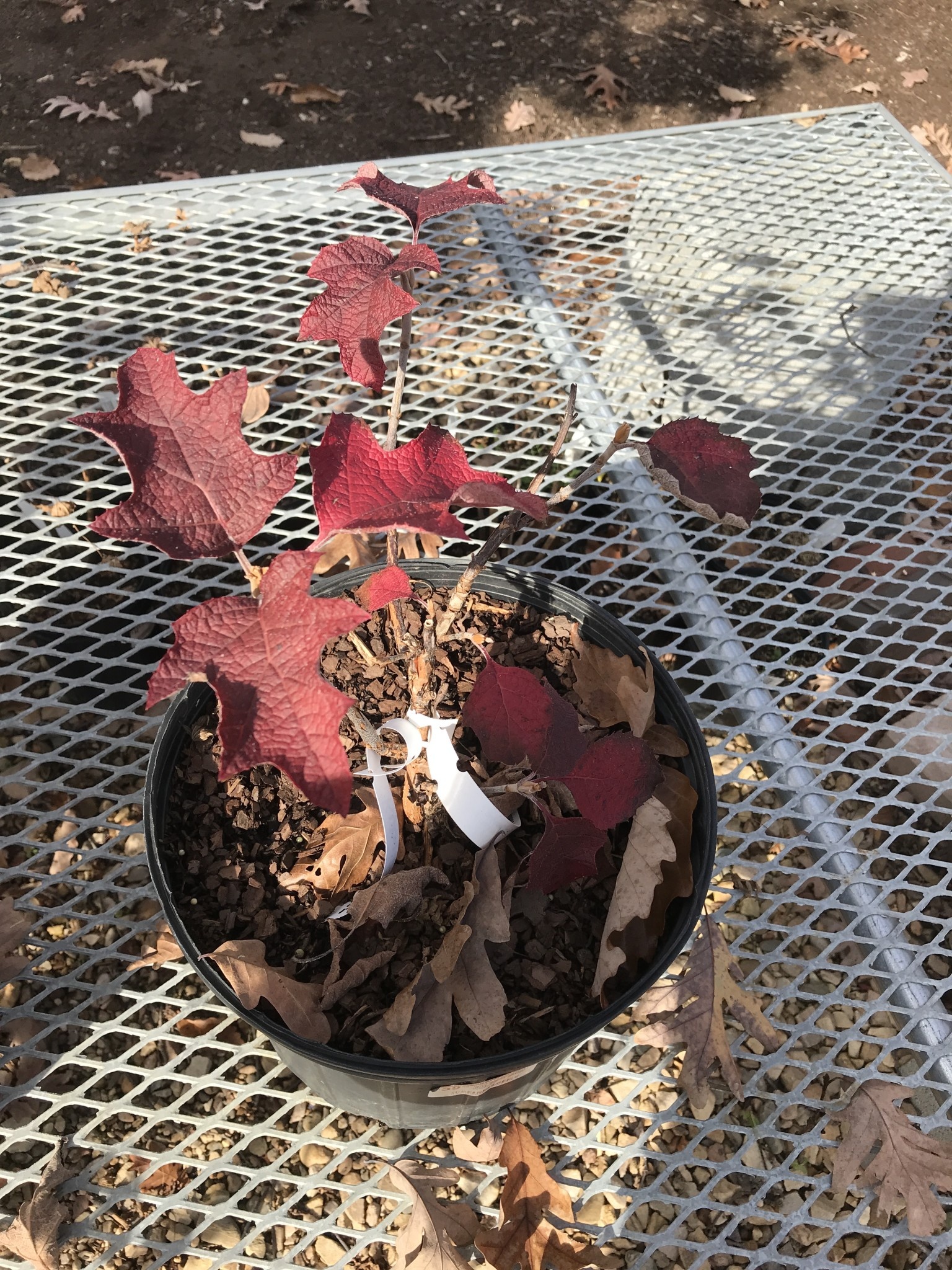 Hydrangea quercifolia 'Ruby Slippers' Oakleaf Hydrangea 2-3G NATIVE