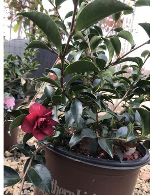 Camellia, Camellia sasanqua 'Green 02-003' October Magic® Ruby™ 3G