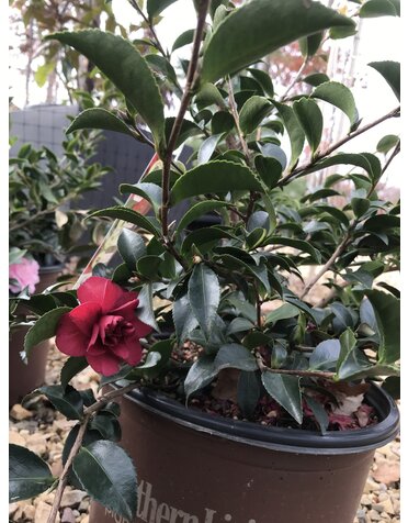 Camellia, Camellia sasanqua 'Green 02-003' October Magic® Ruby™ 3G