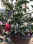 Camellia, Camellia sasanqua 'Green 02-003' October Magic® Ruby™ 3G