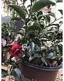 Camellia, Camellia sasanqua 'Green 02-003' October Magic® Ruby™ 3G