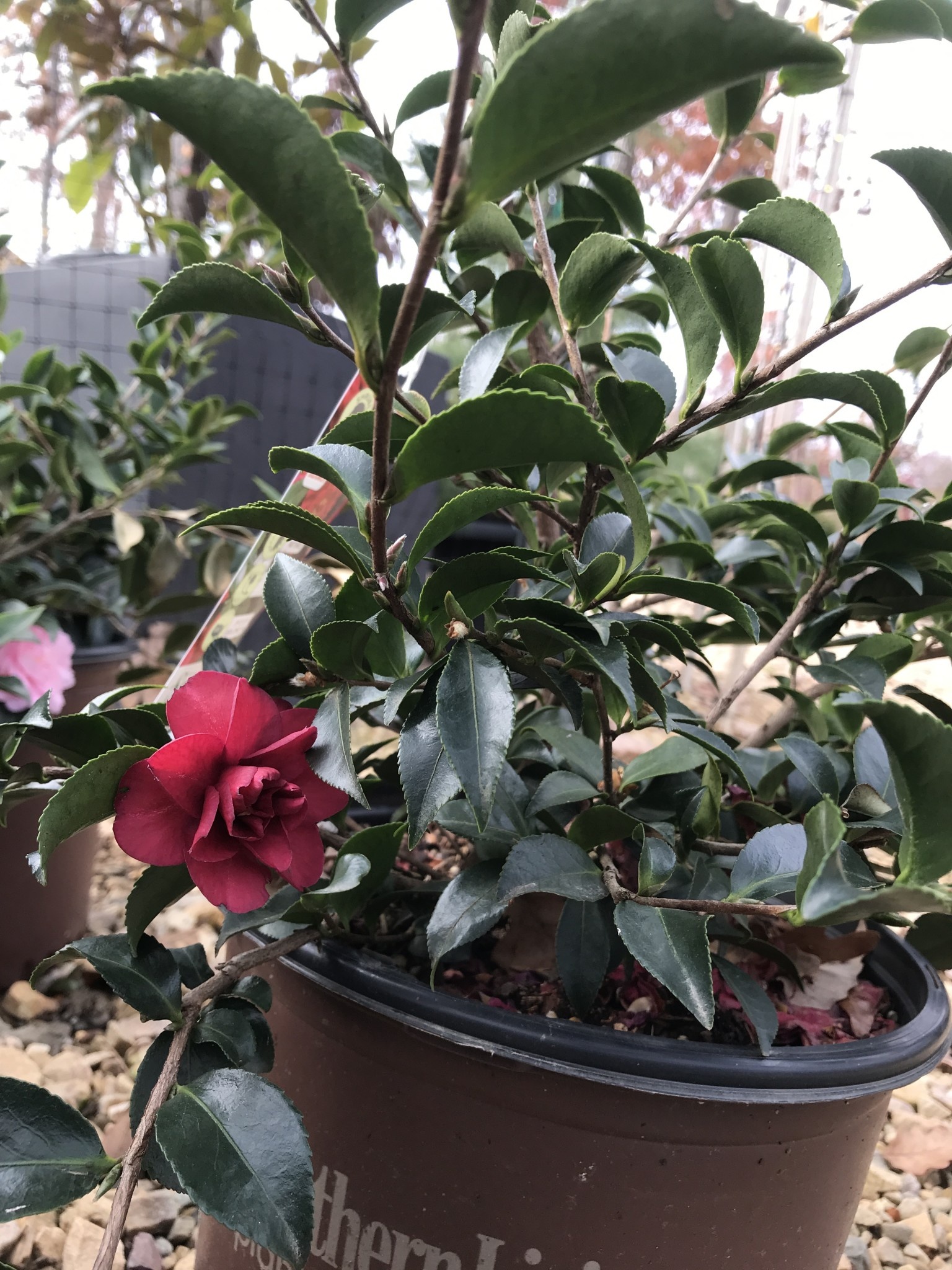 Camellia, Camellia sasanqua 'Green 02-003' October Magic® Ruby™ 3G