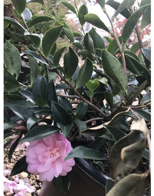 Camellia, Camellia sasanqua ‘Green 02-019’ October Magic® Pink Perplexion™ 3G