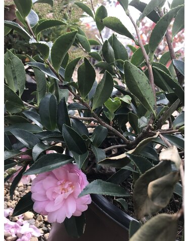 Camellia, Camellia sasanqua ‘Green 02-016’ October Magic® Pink Perplexion™ 3G