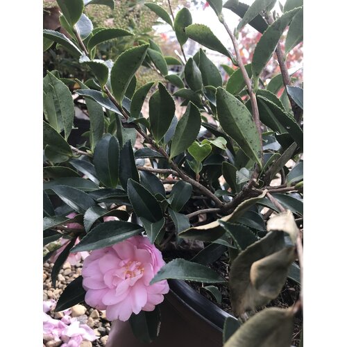 Camellia, Camellia sasanqua â€˜Green 02-019â€™ October MagicÂ® Pink Perplexionâ„¢ 3G