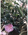 Camellia, Camellia sasanqua ‘Green 02-019’ October Magic® Pink Perplexion™ 3G