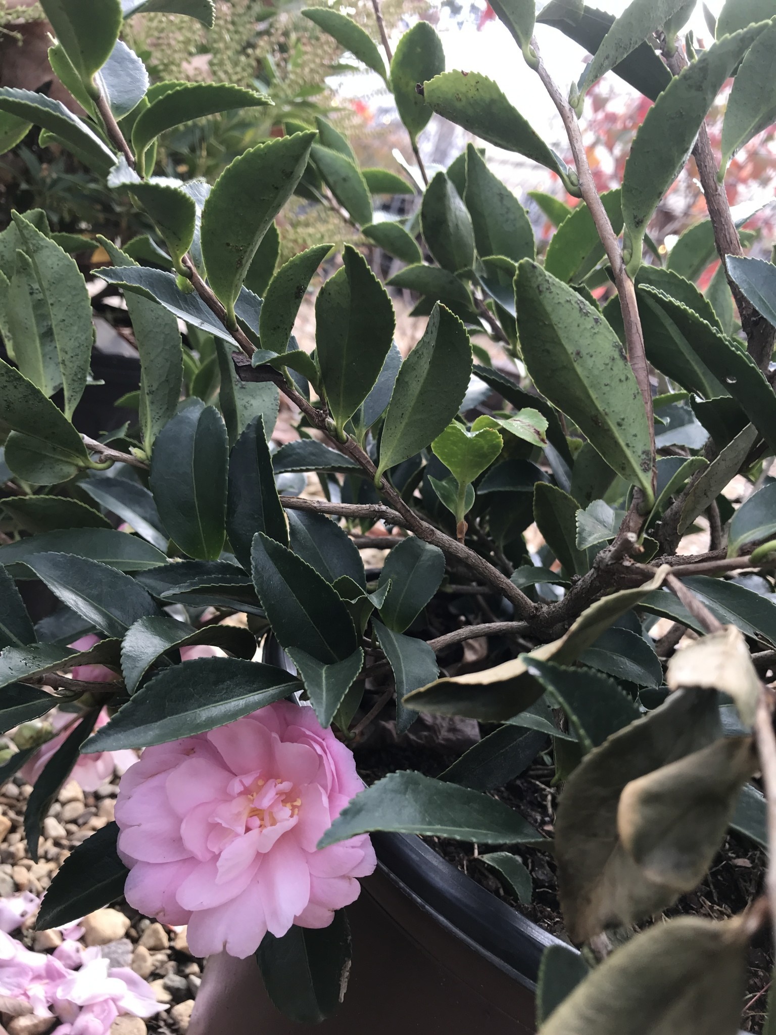 Camellia, Camellia sasanqua ‘Green 02-019’ October Magic® Pink Perplexion™ 3G