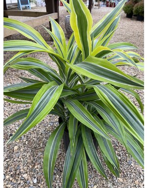 Corn Plant, Dracaena deremensis 'Lemon Lime' 8"