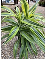 Dracena 'Lemon Lime' 8"