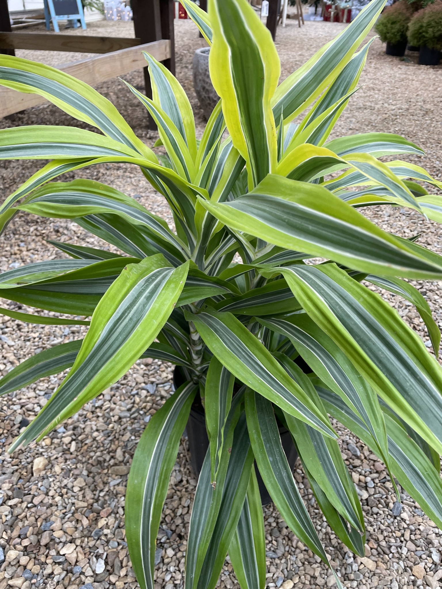 Corn Plant, Dracaena deremensis 'Lemon Lime' 8"