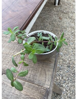 Small Cactus Mix