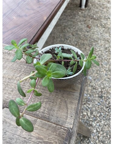 Small Cactus Mix