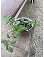 Small Cactus Mix