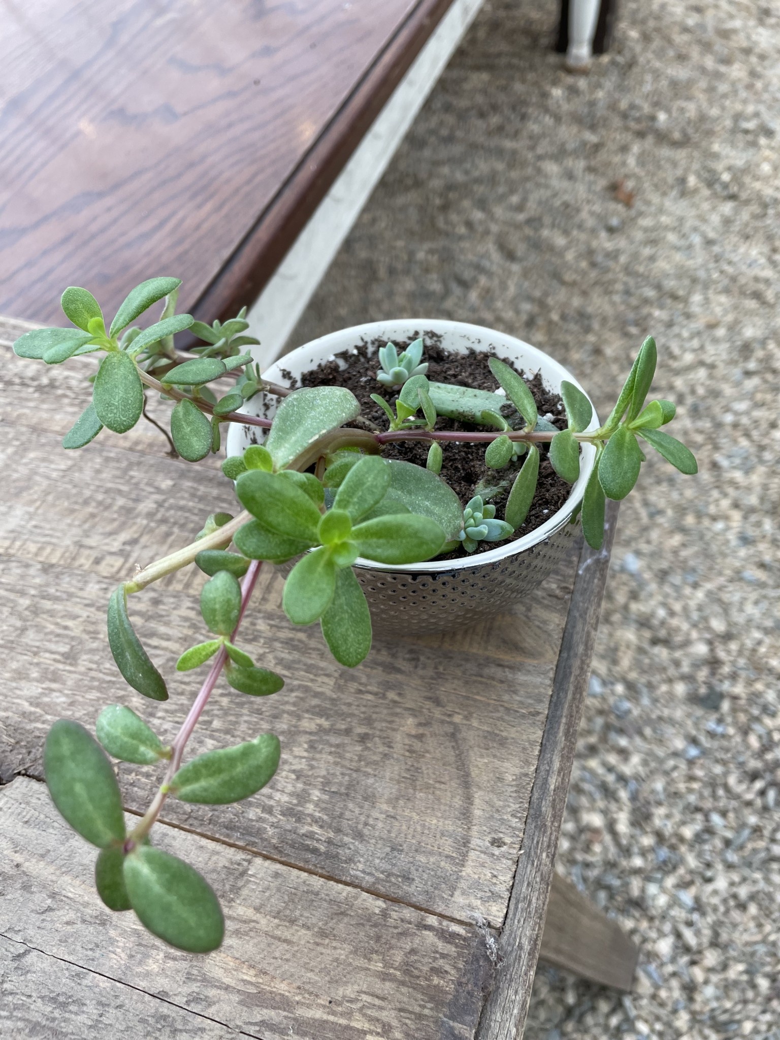 Small Cactus Mix