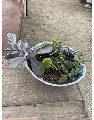 Medium Cactus Mix in Oriental Planter