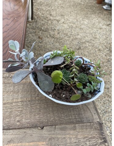 Medium Cactus Mix