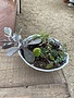 Medium Cactus Mix in Oriental Planter