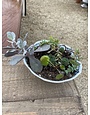 Medium Cactus Mix