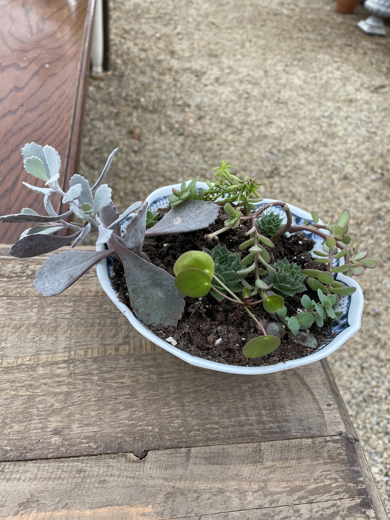 Medium Cactus Mix in Oriental Planter