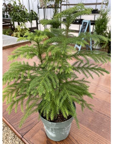 Norfolk Island Pine, Araucaria heterophylla 6"