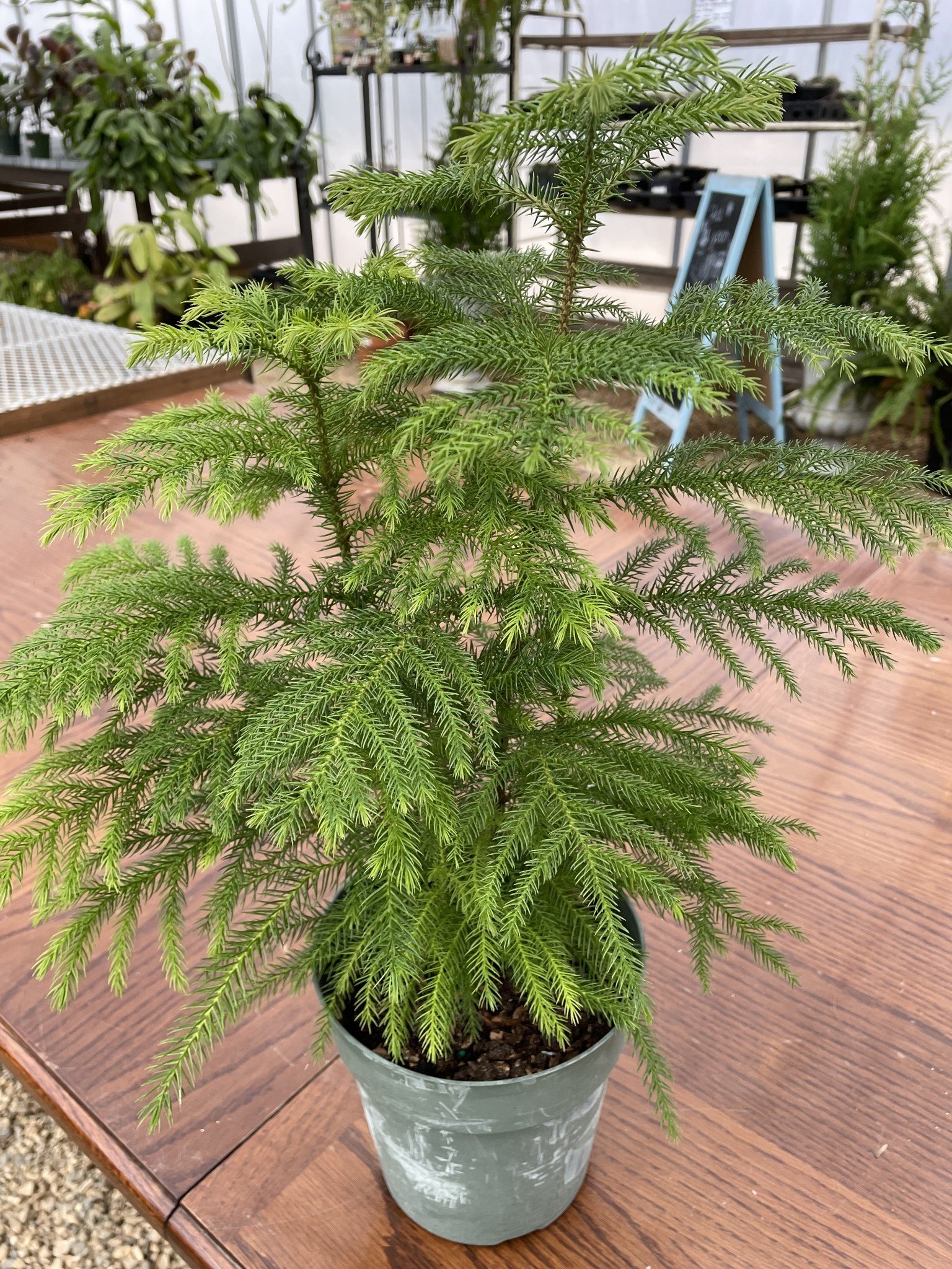 Norfolk Island Pine 6"