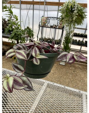 Wandering Jew, Tradescantia zebrina 'Wandering Jew' 10"HB