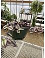 Wandering Jew, Tradescantia zebrina 'Wandering Jew' 10"HB