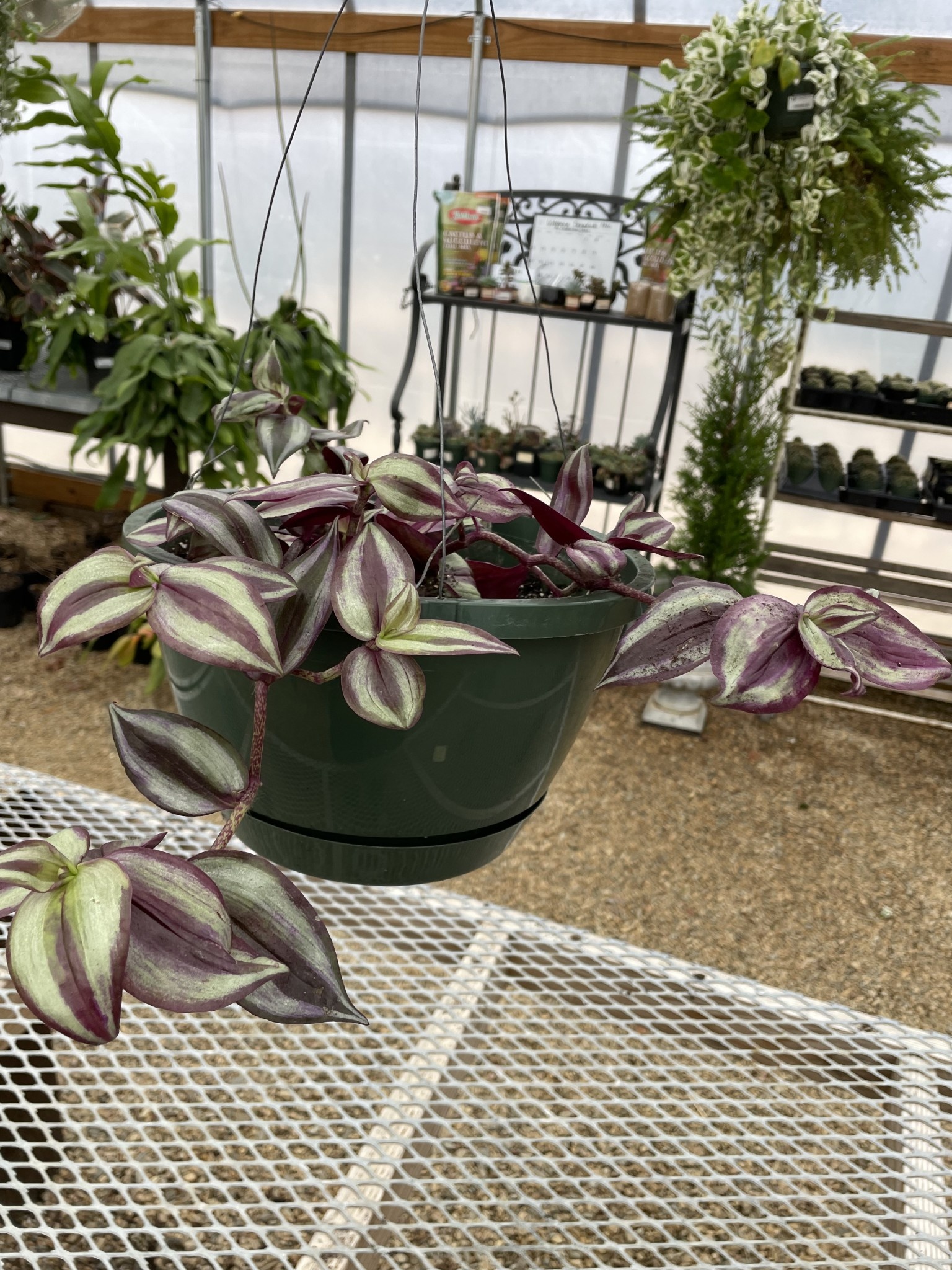 Wandering Jew, Tradescantia zebrina 'Wandering Jew' 10"HB