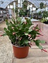 Christmas Cactus,  Schlumbergera (Thanksgiving) 6"