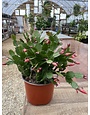 Christmas Cactus Assorted 6"