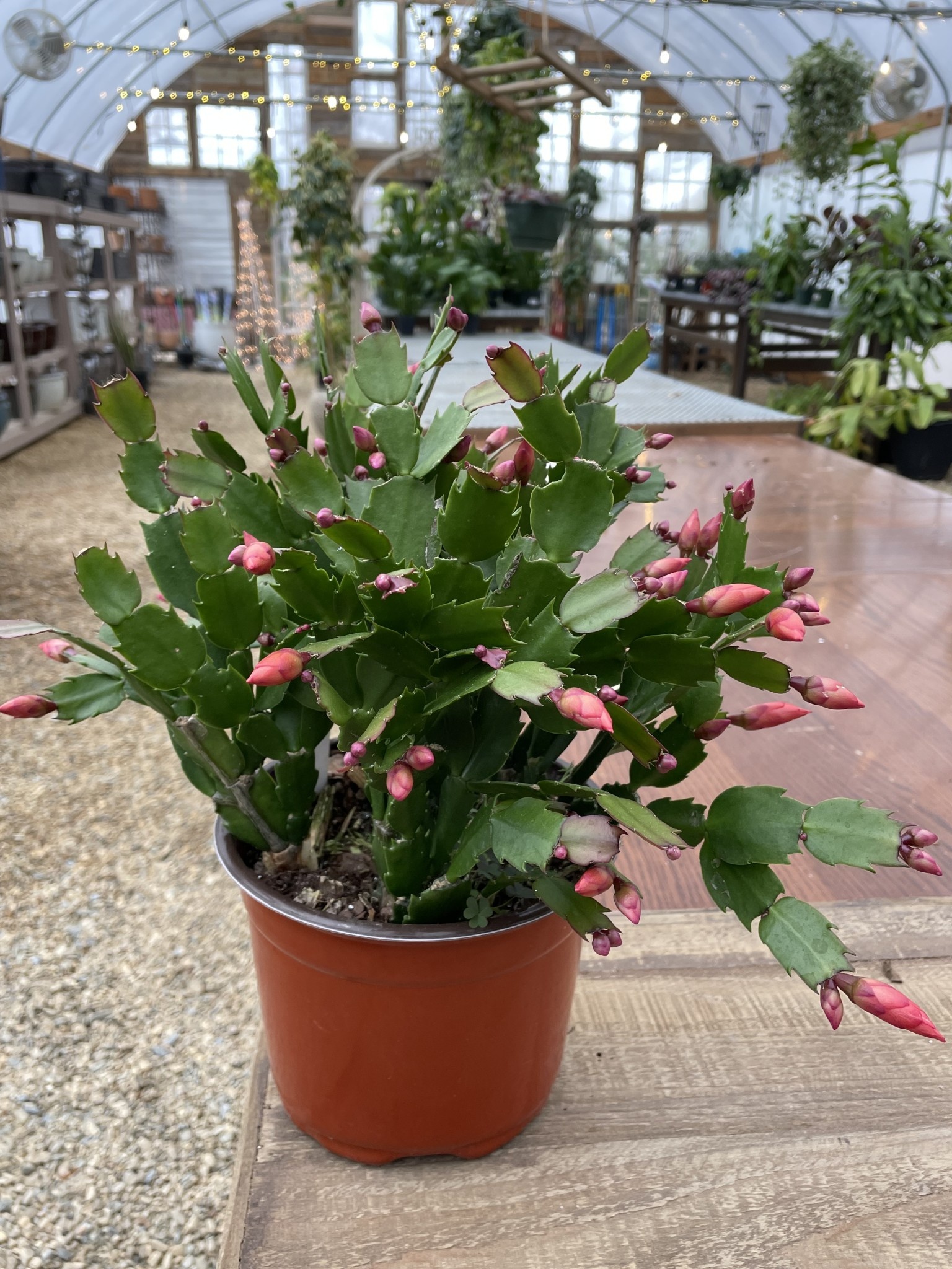 Christmas Cactus Assorted 6"