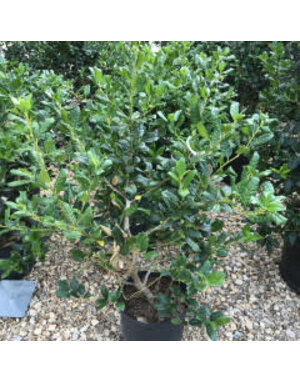 Holly, Ilex x 'Nellie R. Stevens' 5G