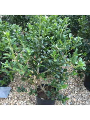 Holly, Ilex x 'Nellie R. Stevens' 5G
