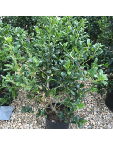 Holly, Ilex x 'Nellie R. Stevens' 5G