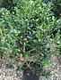 Holly, Ilex x 'Nellie R. Stevens' 5G