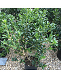 Holly, Ilex x 'Nellie R. Stevens' 5G