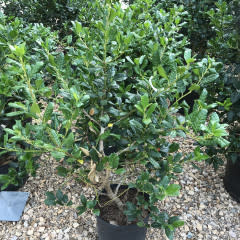 Holly, Ilex x 'Nellie R. Stevens' 5G