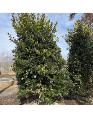 Holly, Nellie R. Stevens Holly 8-9' -- Ilex x 'Nellie R. Stevens'