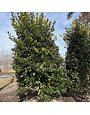 Holly, Nellie R. Stevens Holly 8-9' -- Ilex x 'Nellie R. Stevens'