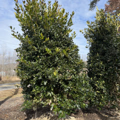 Holly, Ilex x 'Nellie R. Stevens'  8-9' BB
