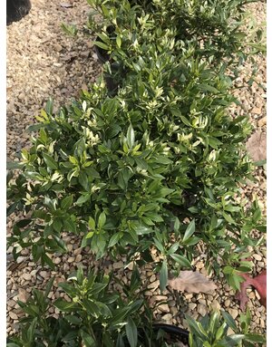 Gardenia, Gardenia jasminoides 'Radicans' 3G