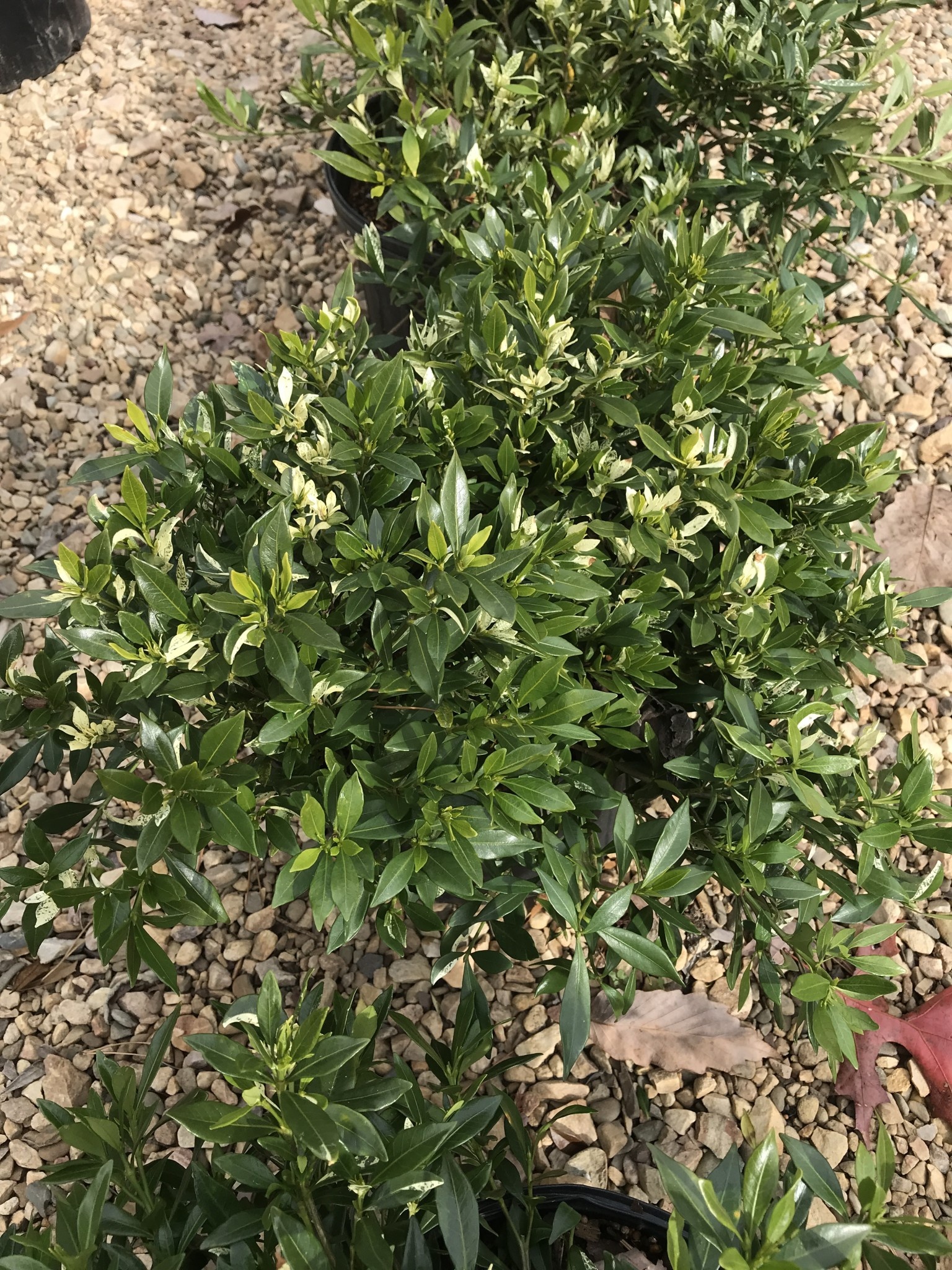 Gardenia, Gardenia jasminoides 'Radicans' 3G