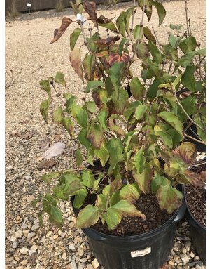 Syringa vulgaris Lilac 'New Age Lavender' 5G