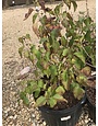 Syringa vulgaris Lilac 'New Age Lavender' 5G